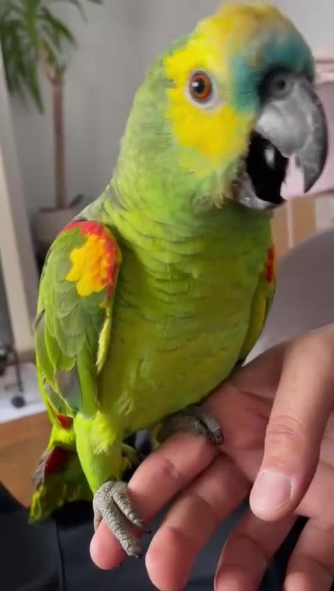 Parrots birds for sale: Amazon Parrott  in Birmingham - Video 1