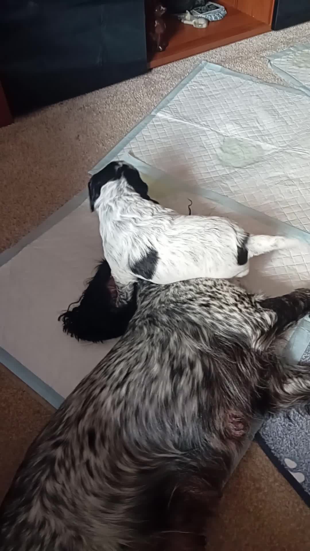 Cocker Spaniel dogs for sale: Stunning Blue Roan Working Cocker Spaniel Puppies in Rugby - Video 1