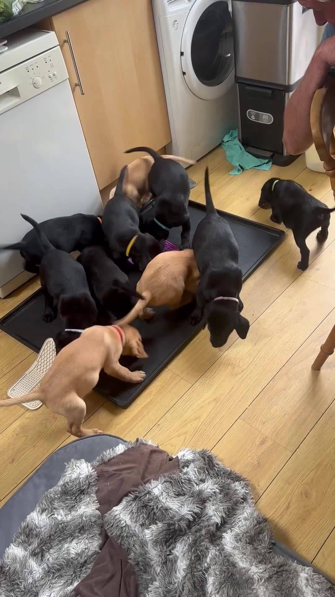 Labrador Retriever dogs for sale: Black & Fox Red KC Labrador Puppies - Video 1