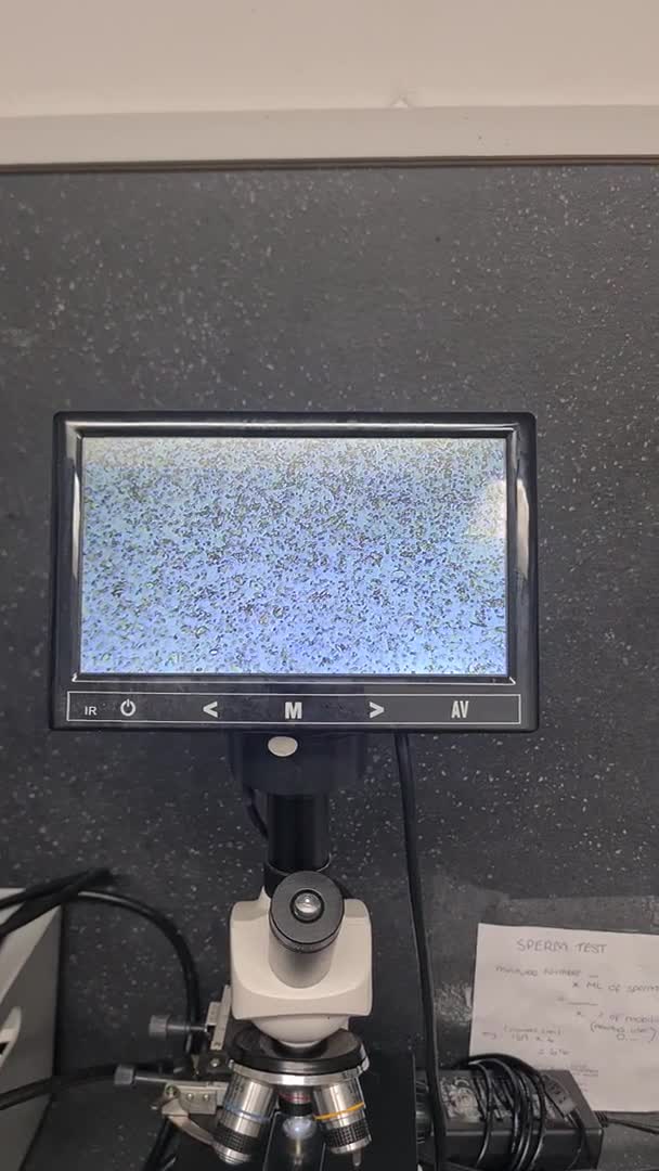 English Bulldog dogs for stud: Open for stud - proven producing fluffys.  in Leeds - Video 1