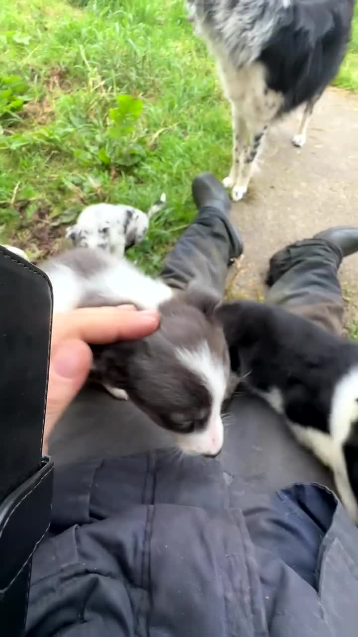 Border Collie dogs for sale: Beautiful border collie pups - Video 1