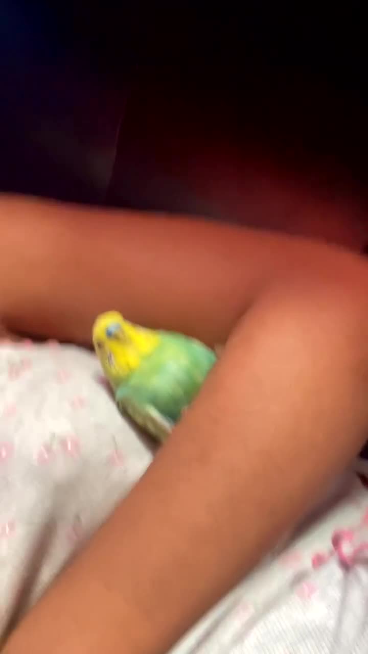 Budgerigars birds for sale: 2 beautiful buggies for sale  - Video 2