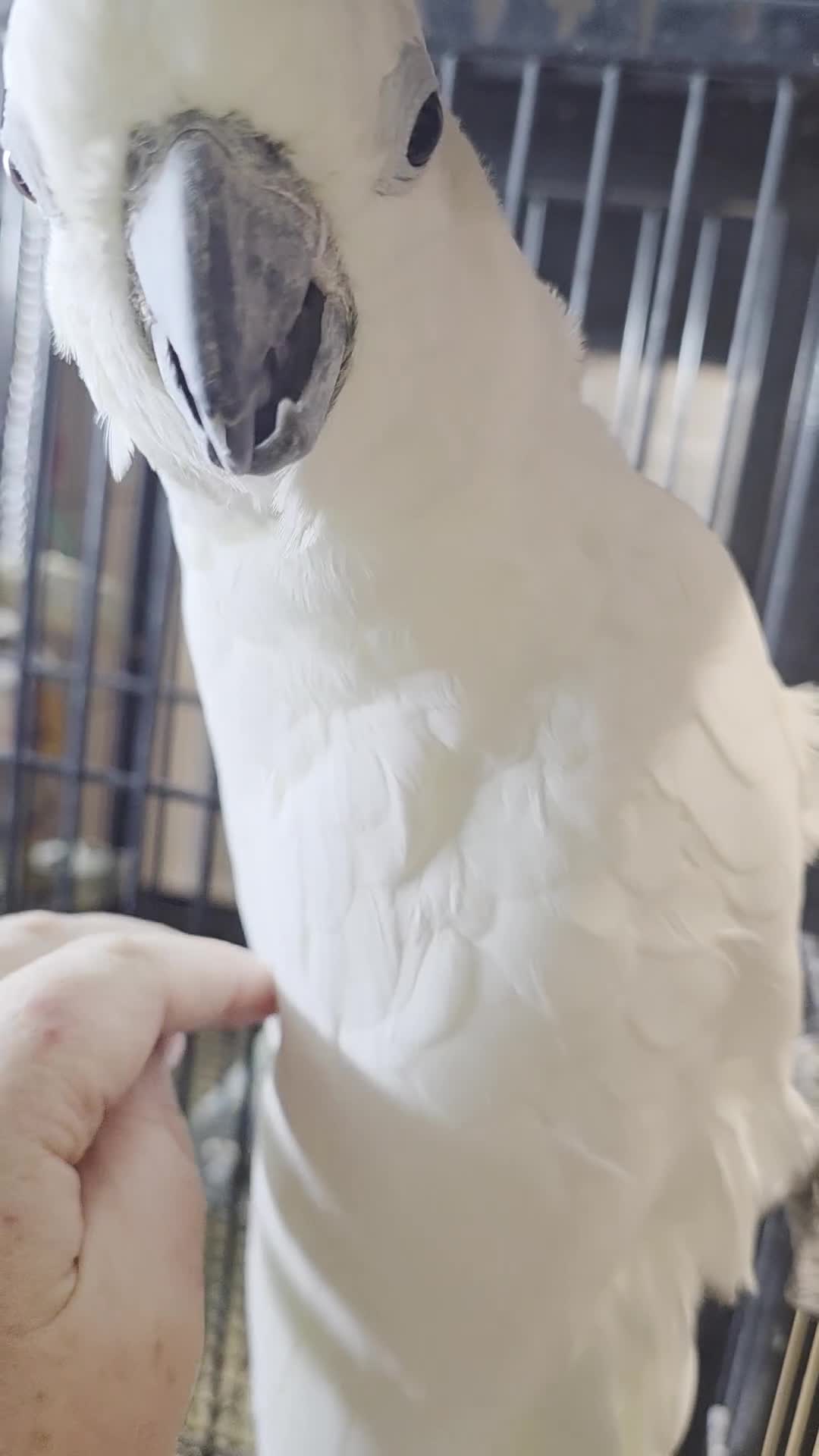 Cockatoo birds for sale: Sulphur crested cockatoo  - Video 1