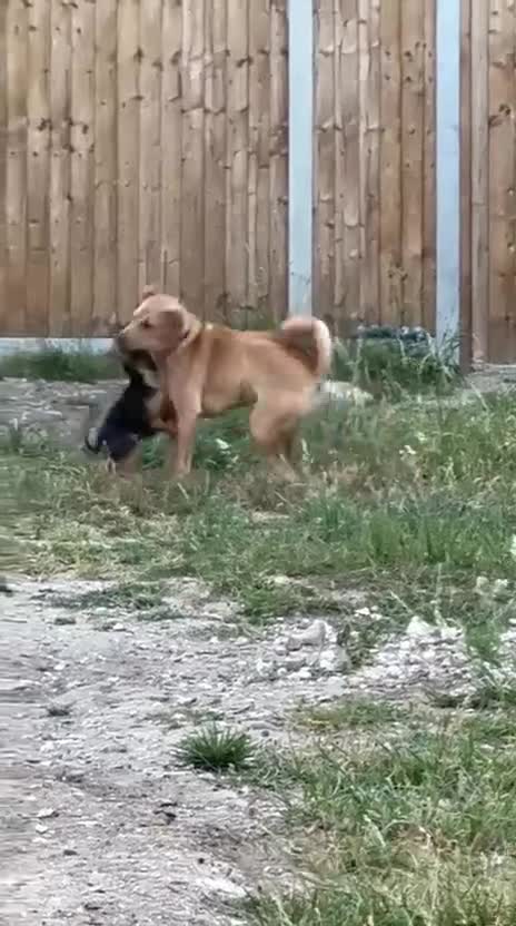 Mixed Breed dogs for sale: Nala  in Basingstoke - Video 3
