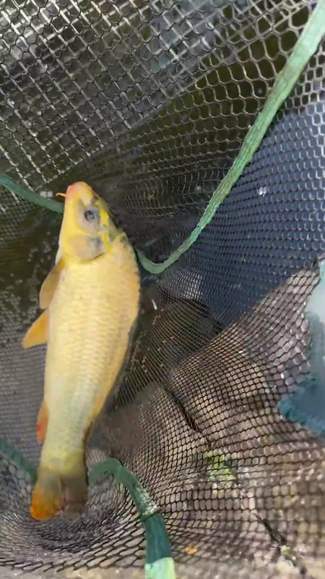 Koi Carp fish for sale: Koi/Carp/Goldfish available  - Video 1