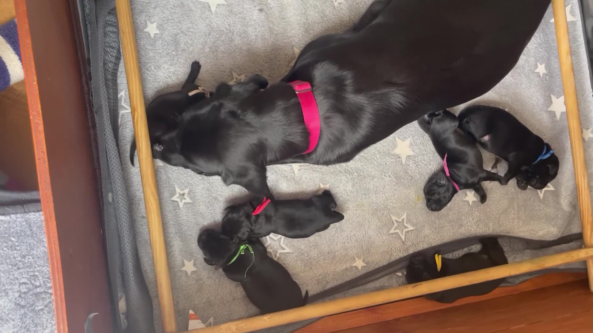 Labrador Retriever dogs for sale: Beautiful KC REG family raised Black Lab puppies - Video 1