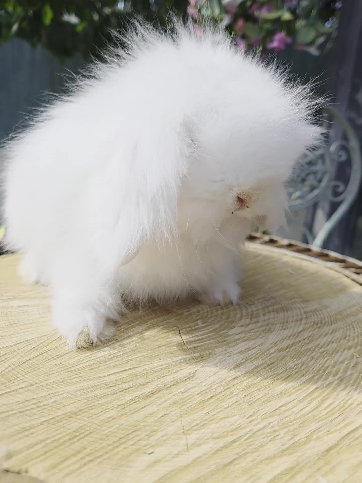 Angora rabbits for sale: Teddywidders super fluffy  ready to go now - Video 1