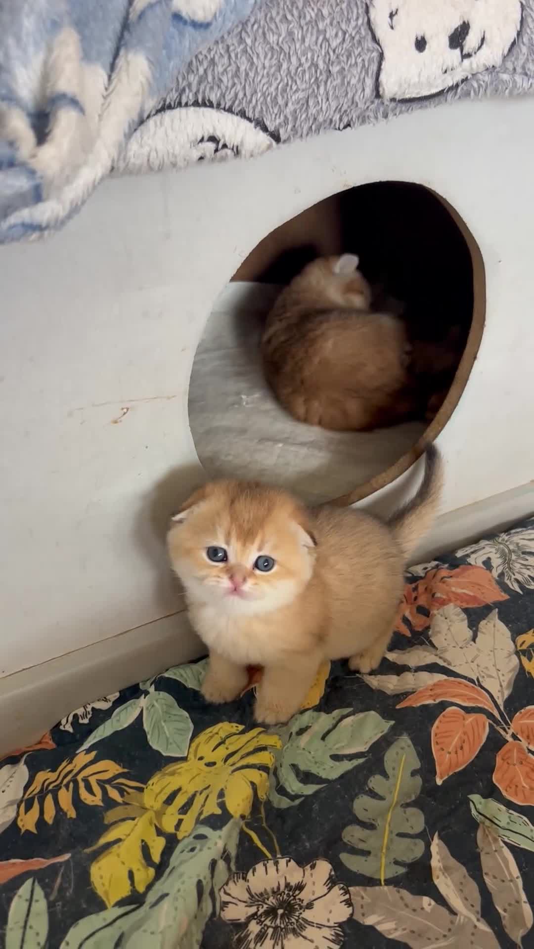 Scottish Fold cats for sale:  Tiny golden treasures for their forever homes! - Video 3