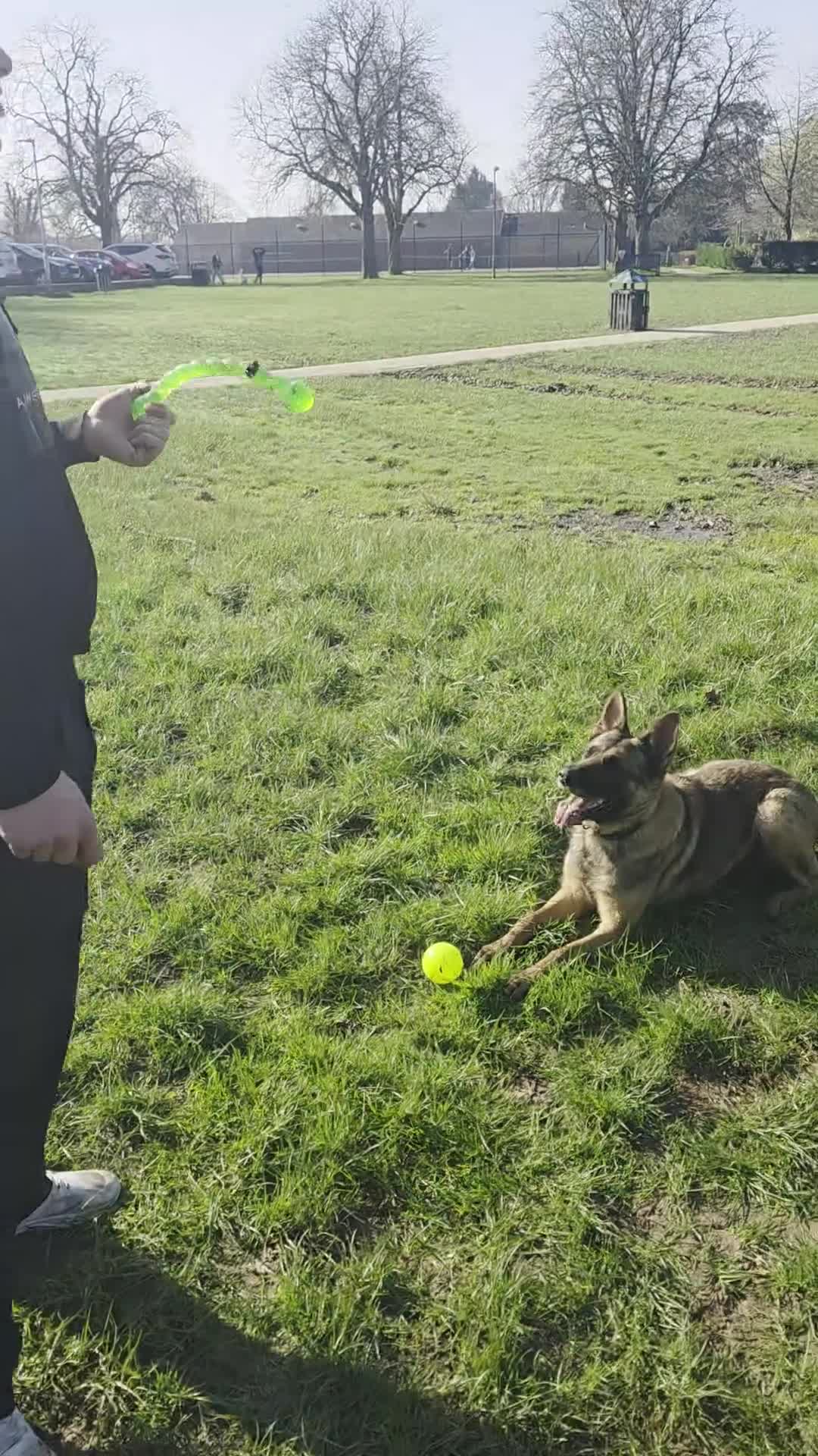 German Shepherd dogs for sale: Working Line German Shepherd  - Video 1