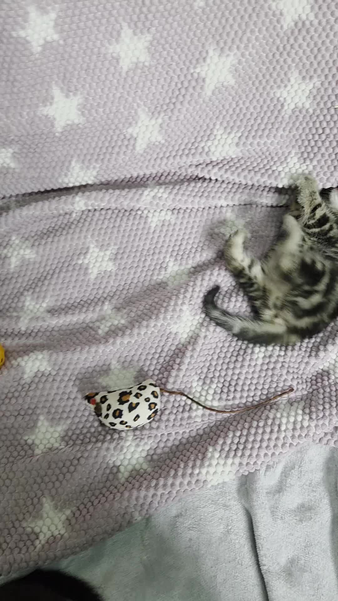Mixed Breed cats for sale: Beautiful kittens looking for their forever homes  - Video 2