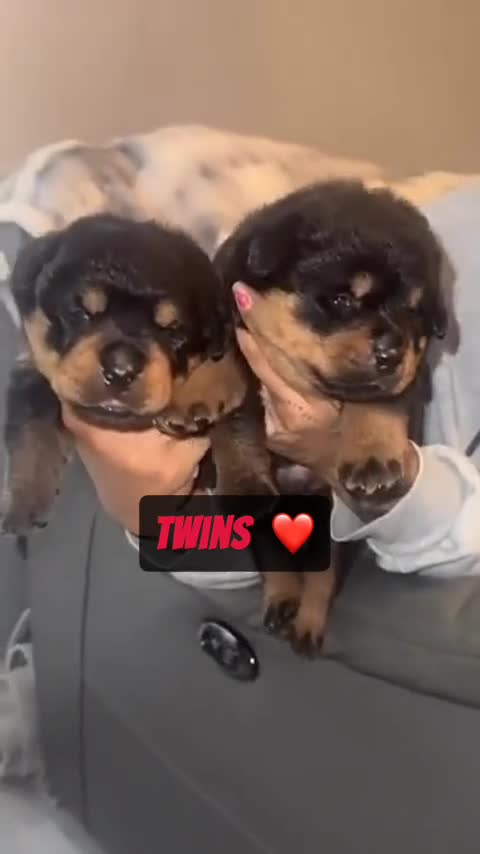 Rottweiler dogs for sale: Full German Rottweiler  - Video 1