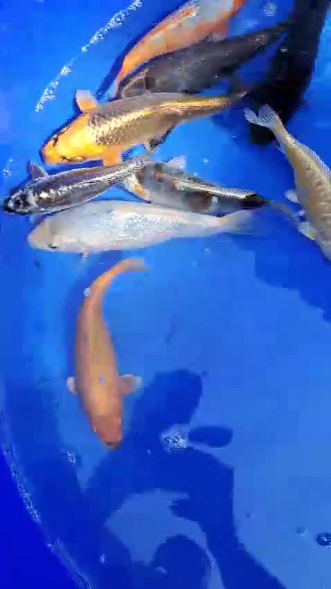 Koi Carp fish for sale: Koi for sale - Video 2