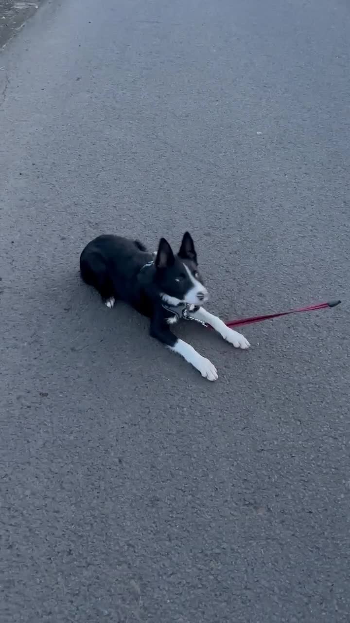 Border Collie dogs for sale: Zen Border Collie Pup - Video 2