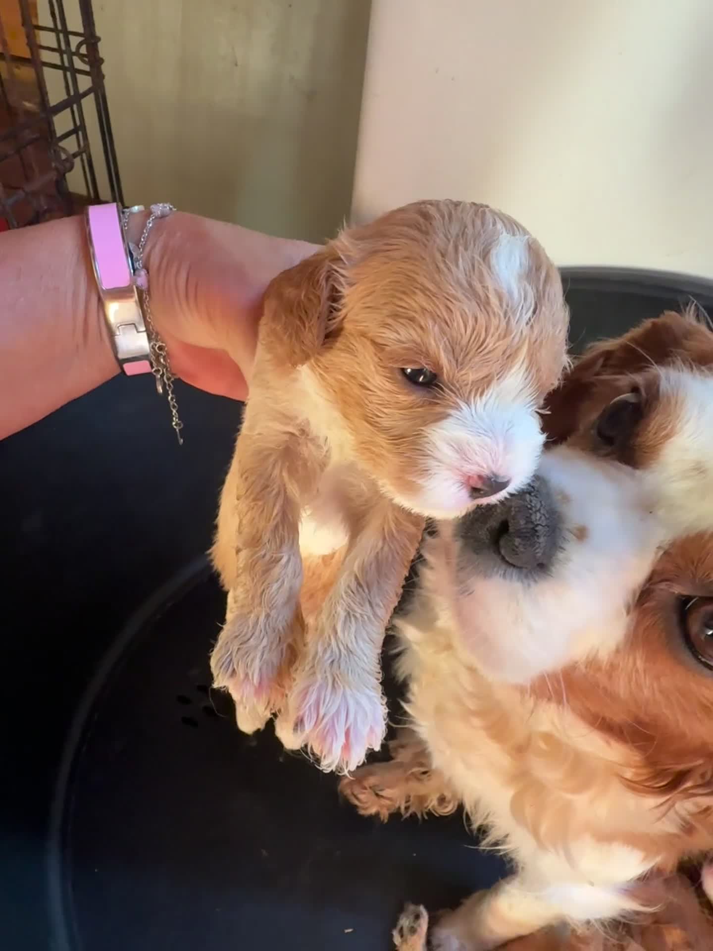 Cavapoo dogs for sale: One girl left has come available  - Video 1