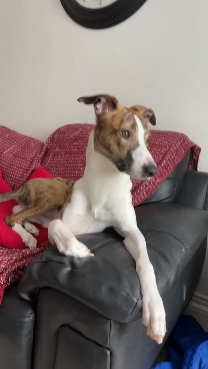 Mixed Breed dogs for sale: Whippet x Collie called Neo - Video 1