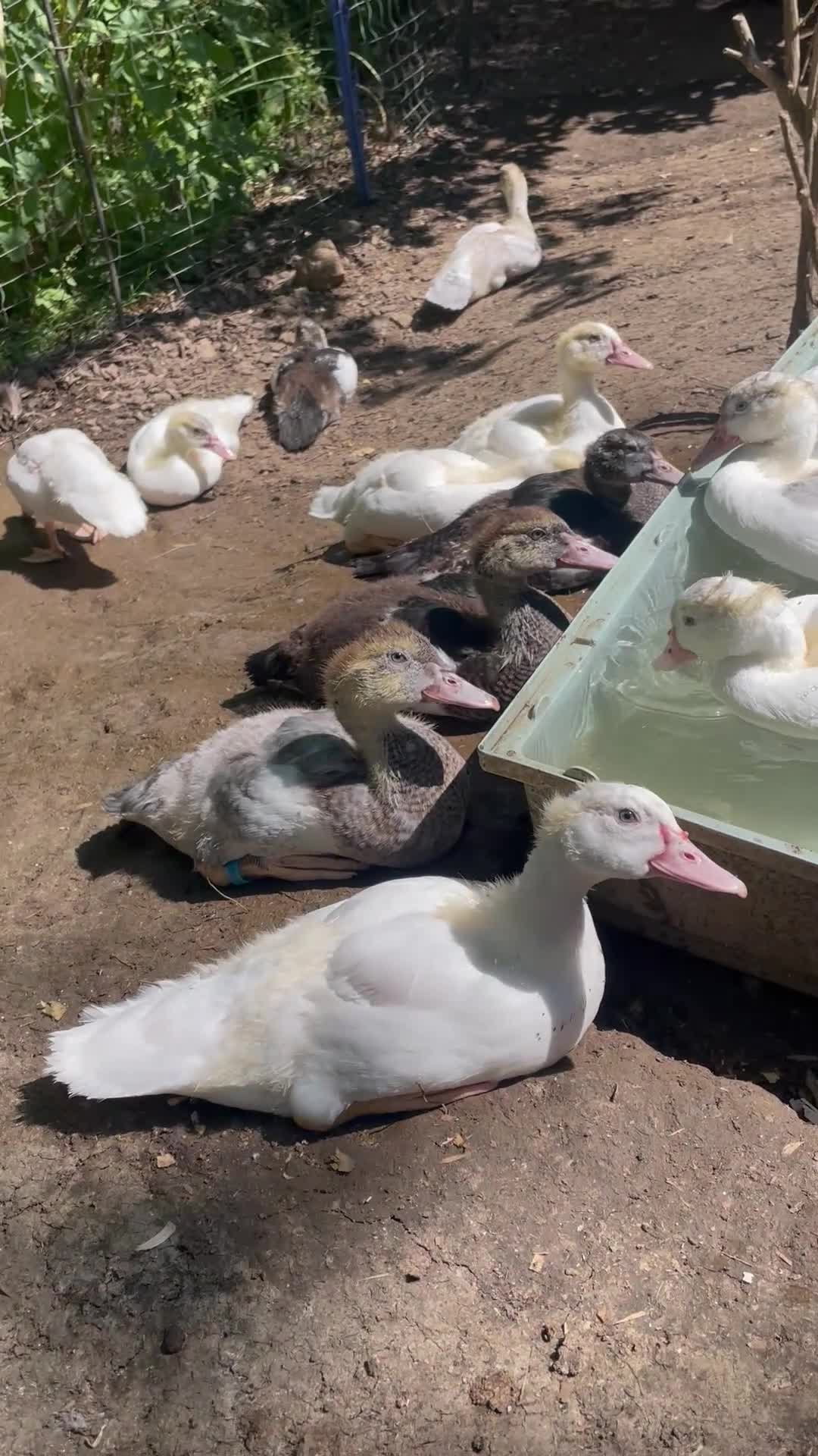 Ducks poultry for sale: Muscovy Ducklings in Great Missenden - Video 1