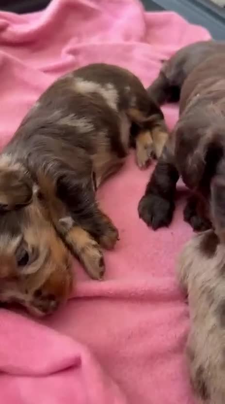 Miniature Dachshund dogs for sale: Fabulous Litter of Long haired dachshund puppies  - Video 1