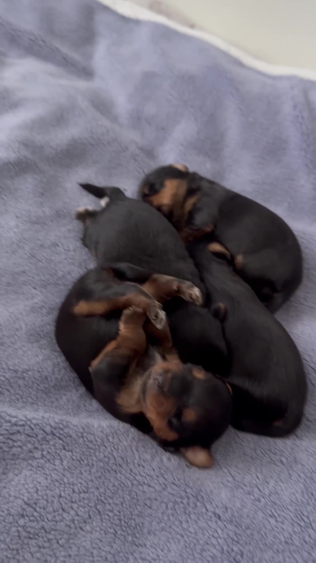 Yorkshire Terrier dogs for sale: Beautiful Yorkshire terrier pups in Saint Helens - Video 1