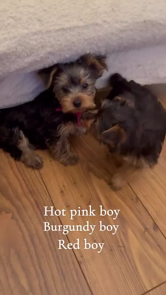 Mixed Breed dogs for sale: Chorkie pups  ❤️ in Flint - Video 2