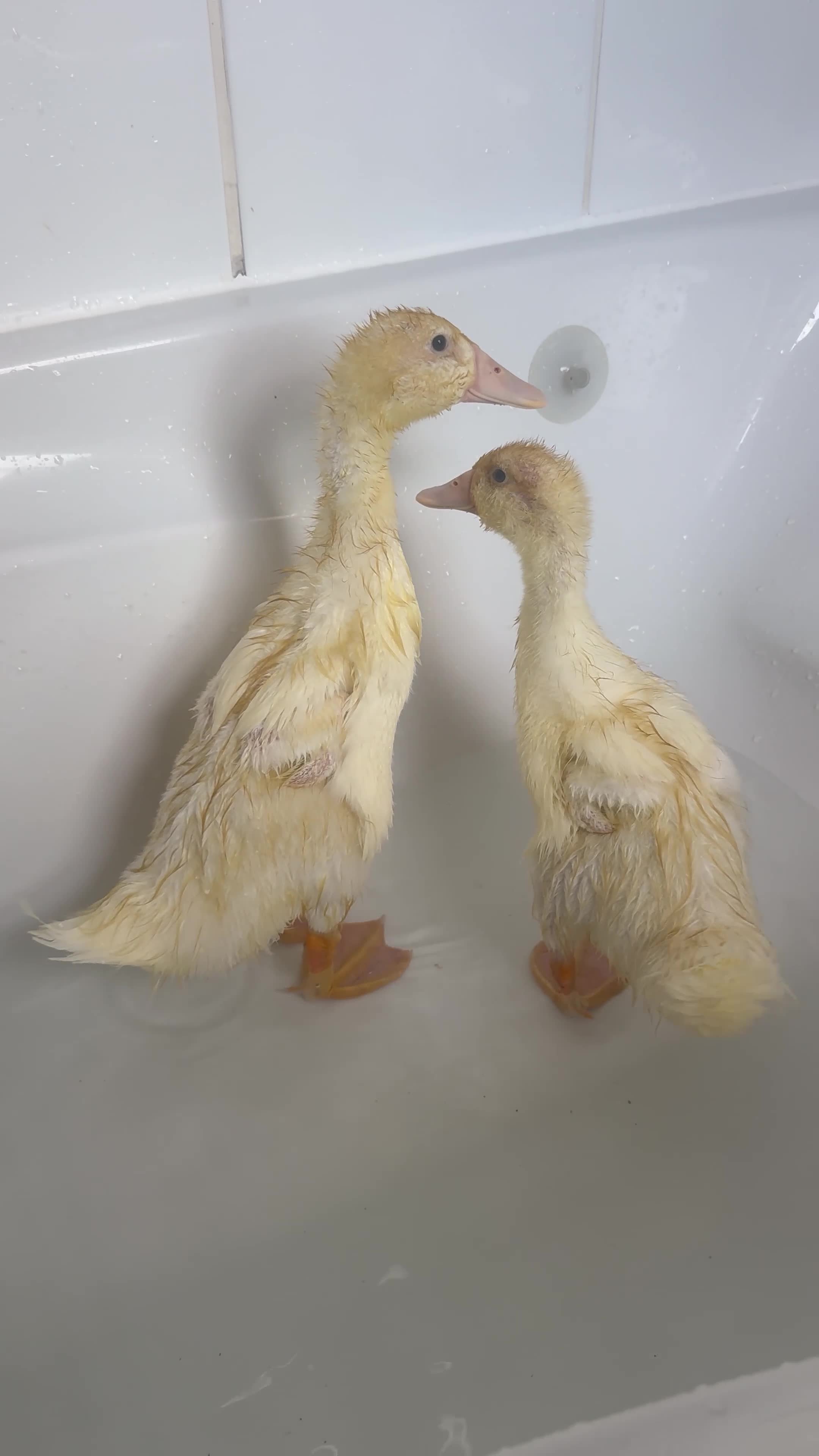 Mixed Breed birds for sale: Indian runner ducks - Video 1