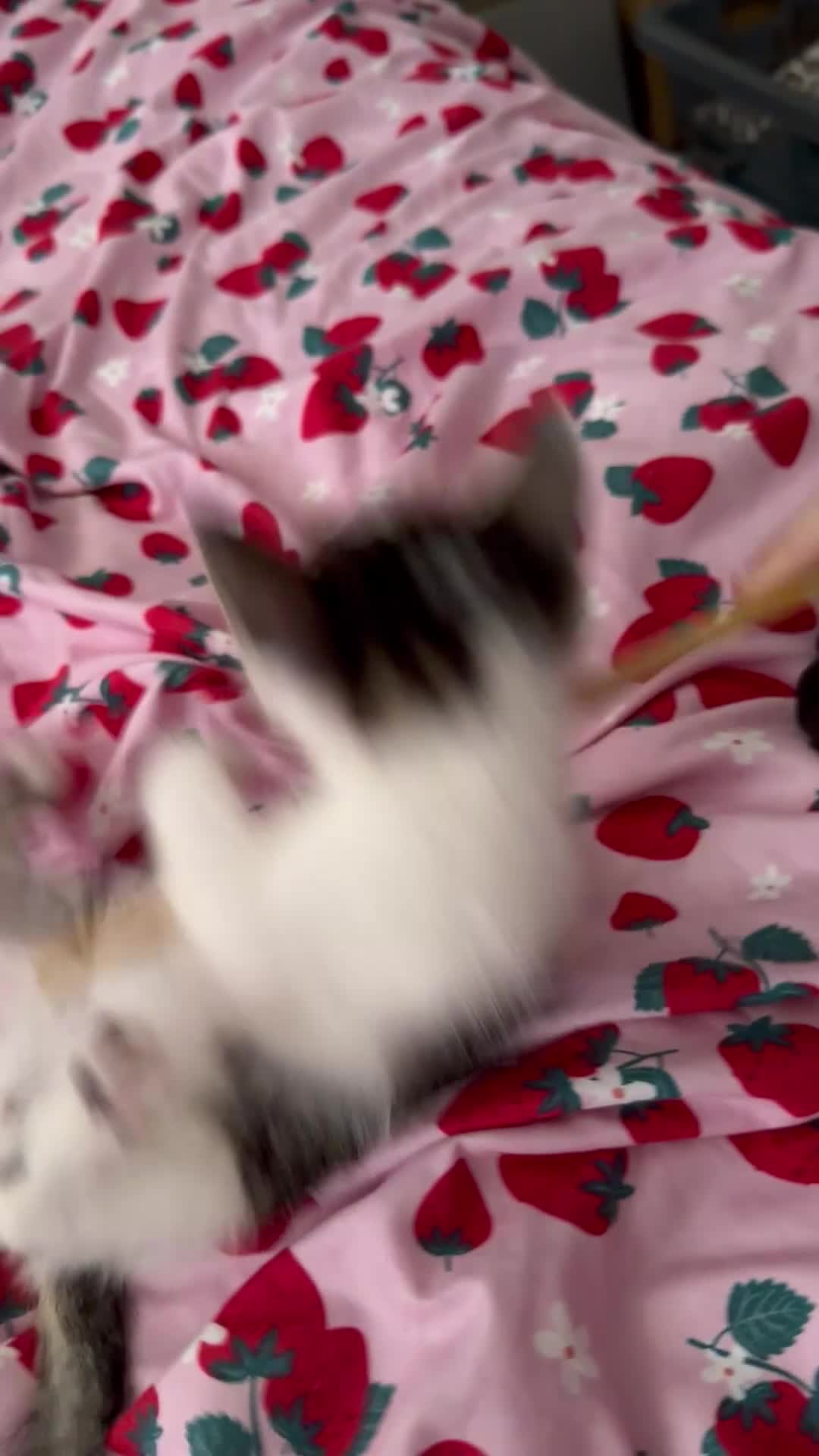 Mixed Breed cats for sale: Sphynx cross kittens  - Video 1