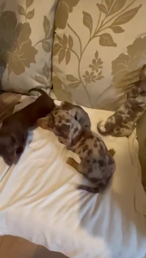 Dachshund dogs for sale: Kc puppy’s available now  - Video 1