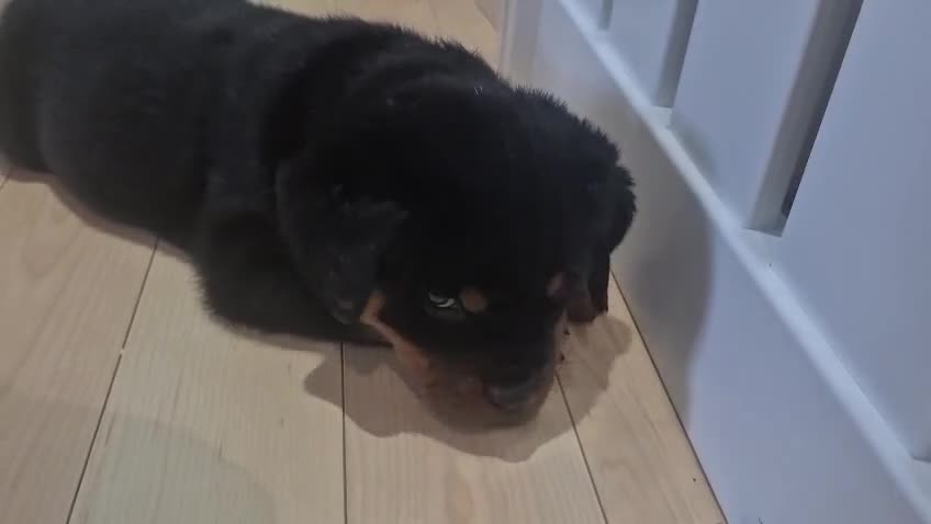 Rottweiler dogs for sale: Both Parents Elbows/hips scored, LEMP/JLPP Clear - Video 4