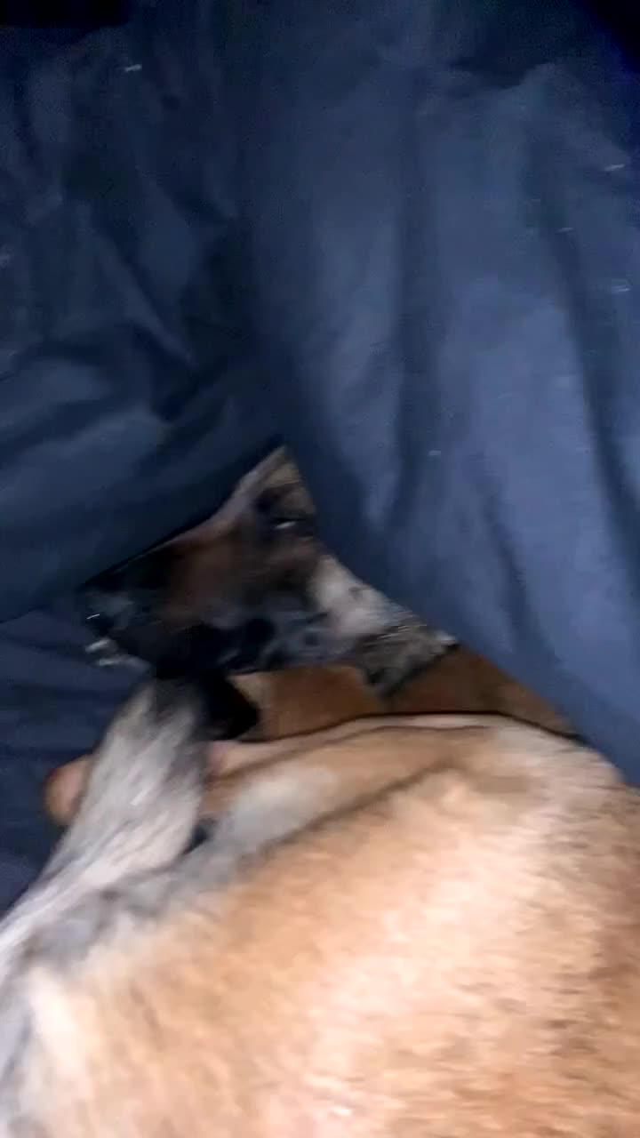 Belgian Shepherd Dog dogs for sale: Zeus  in Dewsbury - Video 3