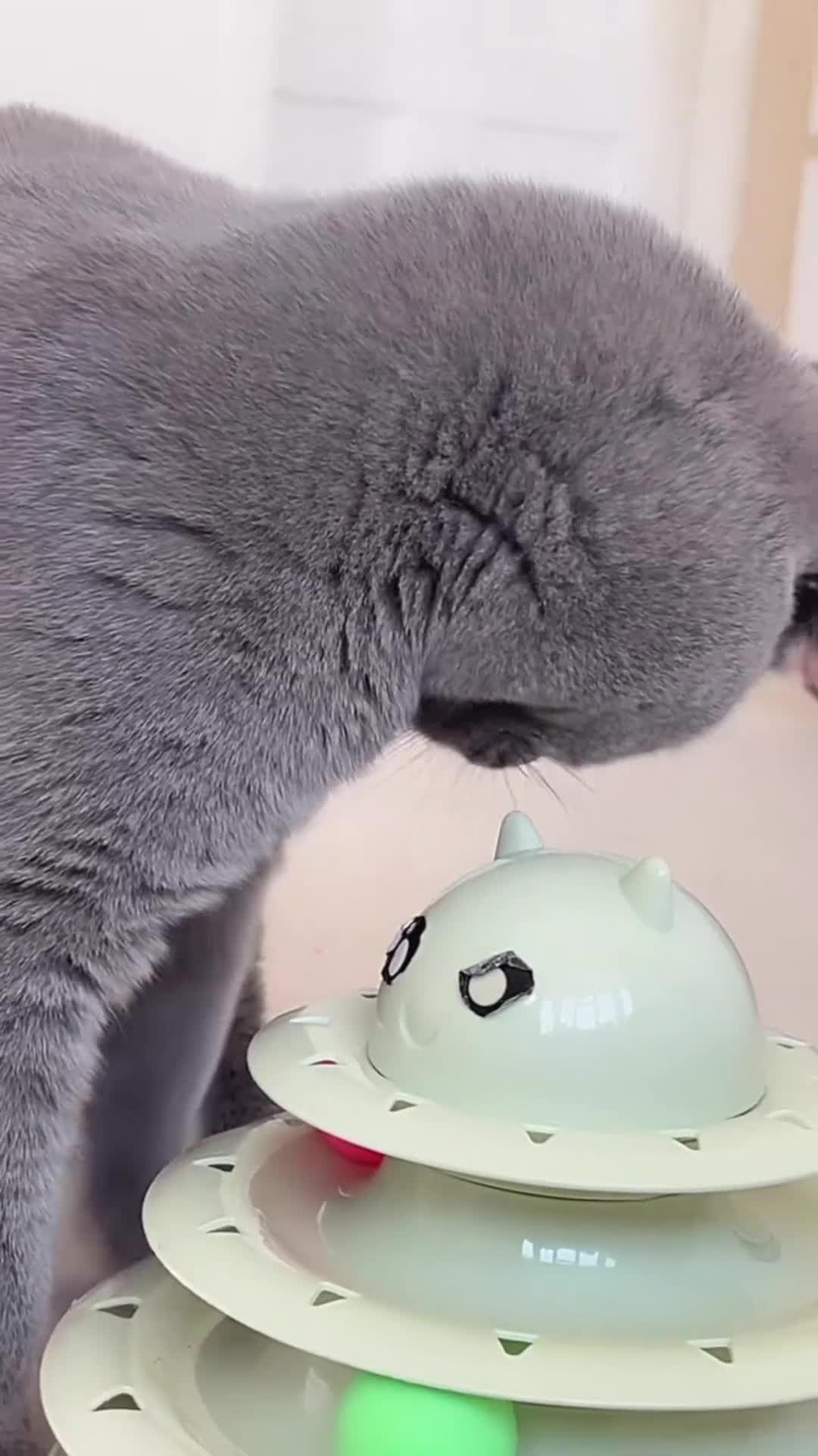 British Shorthair cats for sale: TICA Registered Active Blue Boy! - Video 2