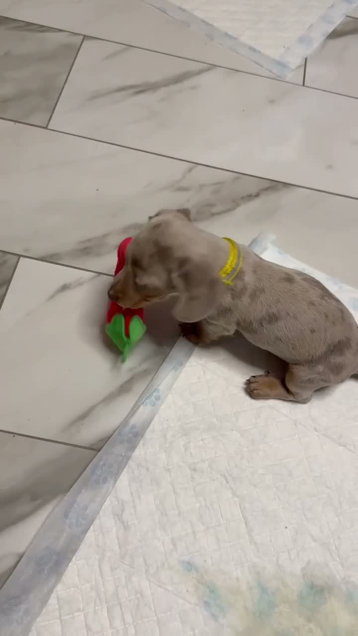 Miniature Dachshund dogs for sale: Miniature dachshund puppy’s  in Bristol - Video 3