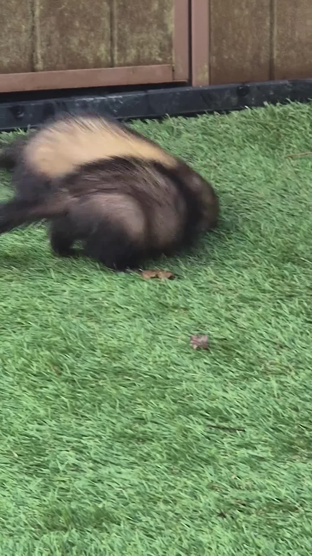 Ferret rodents for sale: Hutch and two hods in Prescot - Video 1