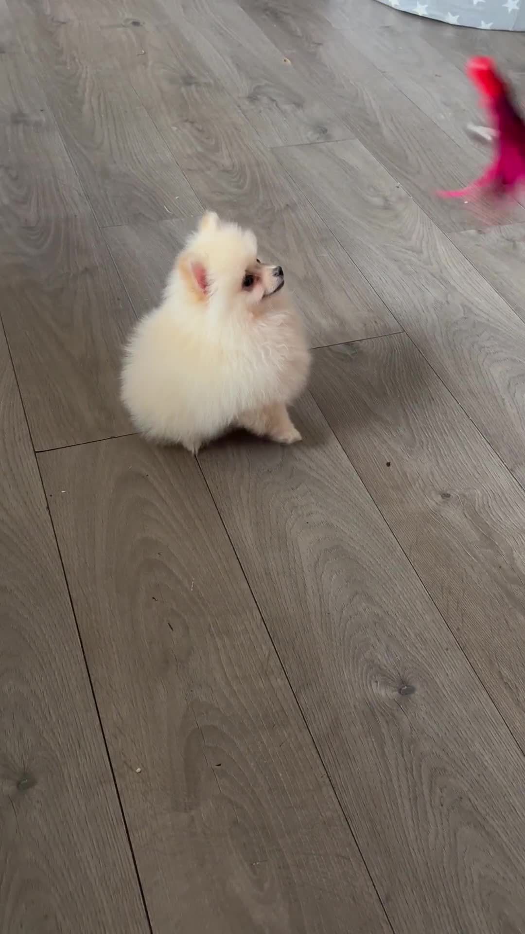 Pomeranian dogs for sale: ** Pomeranian Puppies 🐶🤍🐻🤎 - Video 2