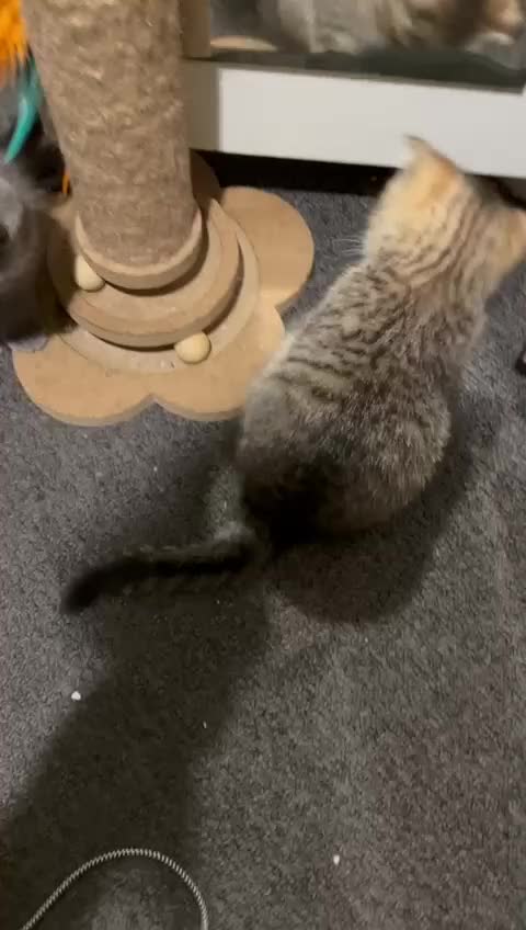 British Shorthair cats for sale: British short hair  - Video 1