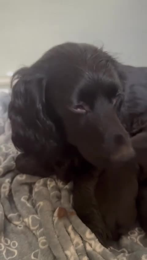 Cocker Spaniel dogs for sale: Beautiful Working Cocker Puppies - FTCh sired - Video 1