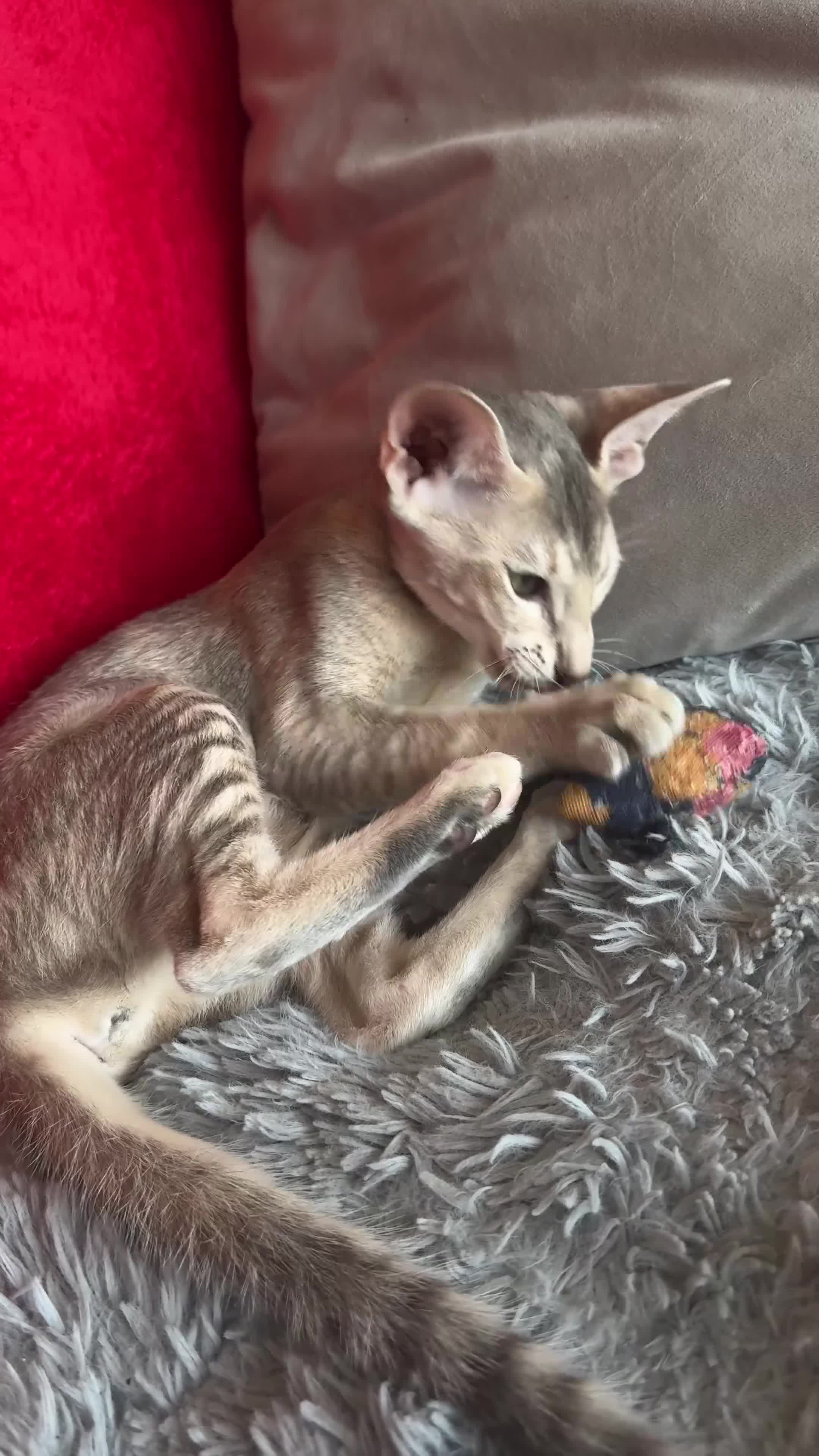 Peterbald cats for sale: Pedigree registered TICA kittens - Video 2
