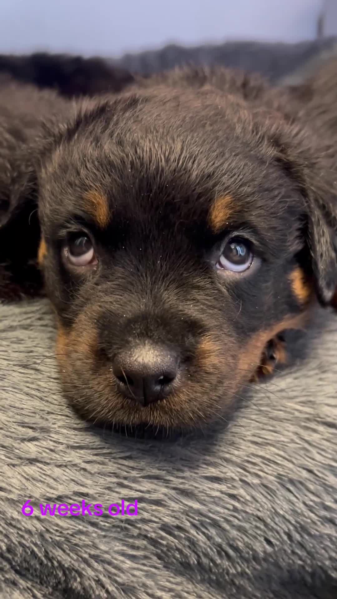 Rottweiler dogs for sale: Rottweilers KC reg full tested TOP QUALITY  - Video 3