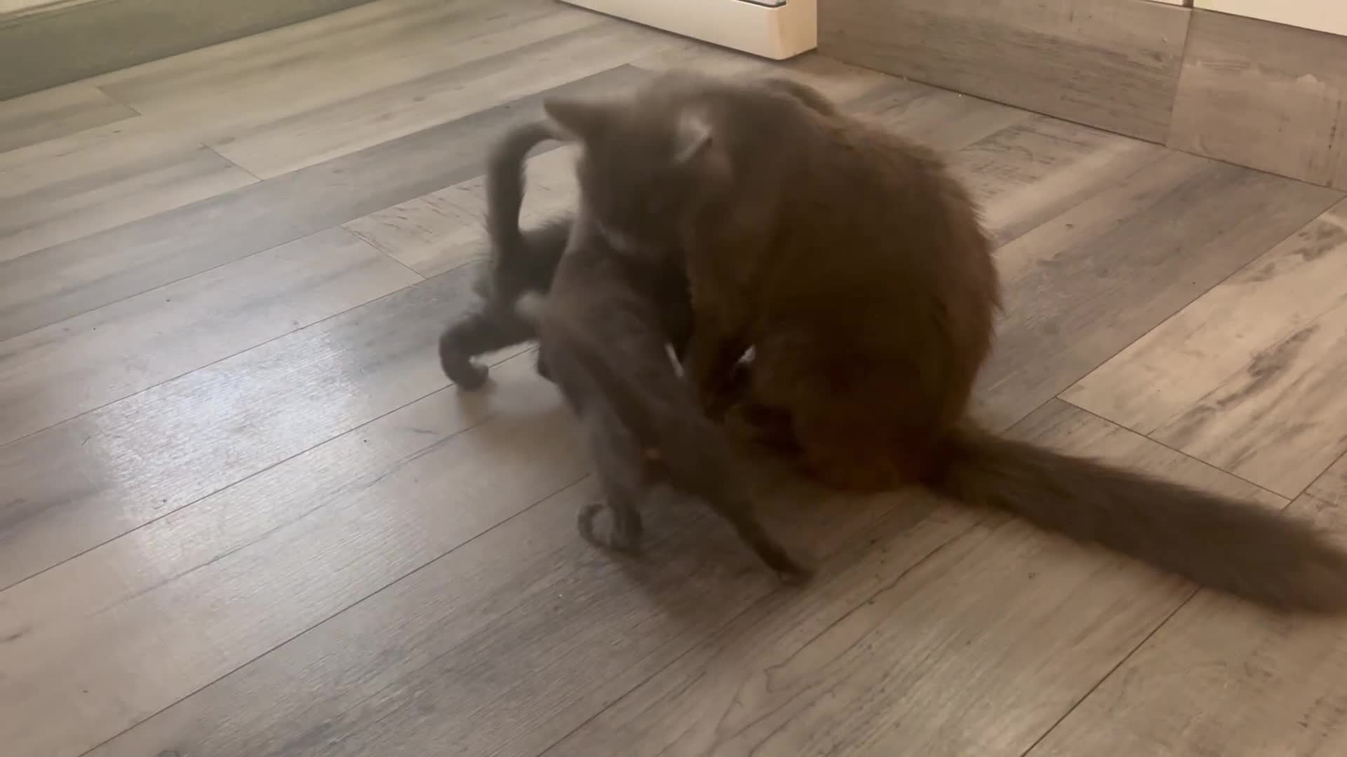 Mixed Breed cats for sale: Super gorgeous Russian blue kittens ready to go - Video 1