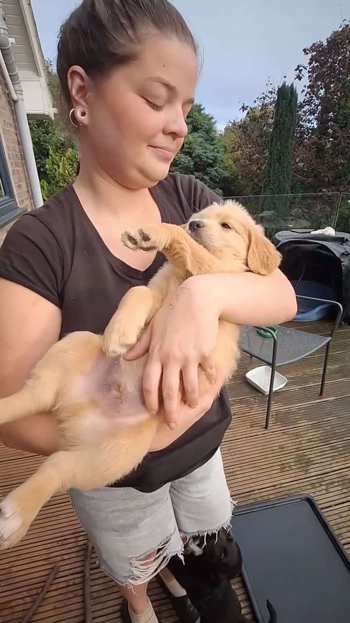 Mixed Breed dogs for sale: One last little boy - Video 1