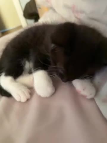 British Shorthair cats for sale: Male cat - Video 1