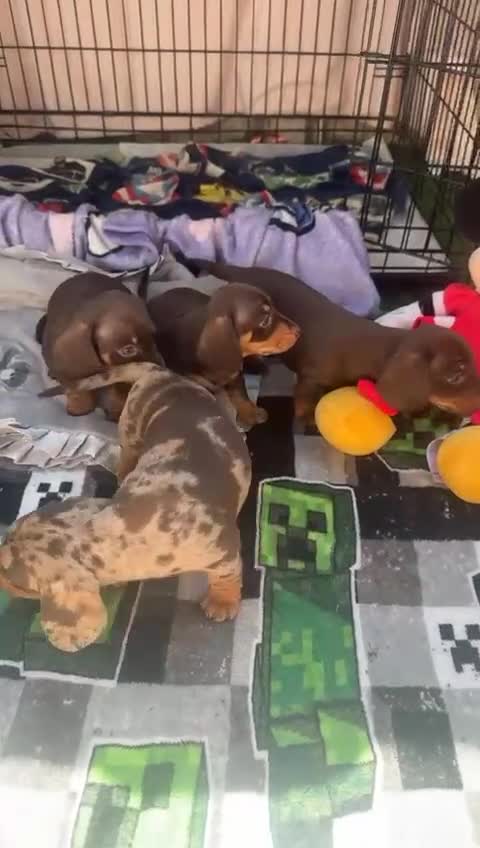 Miniature Dachshund dogs for sale: Miniature daschaund puppies  - Video 2