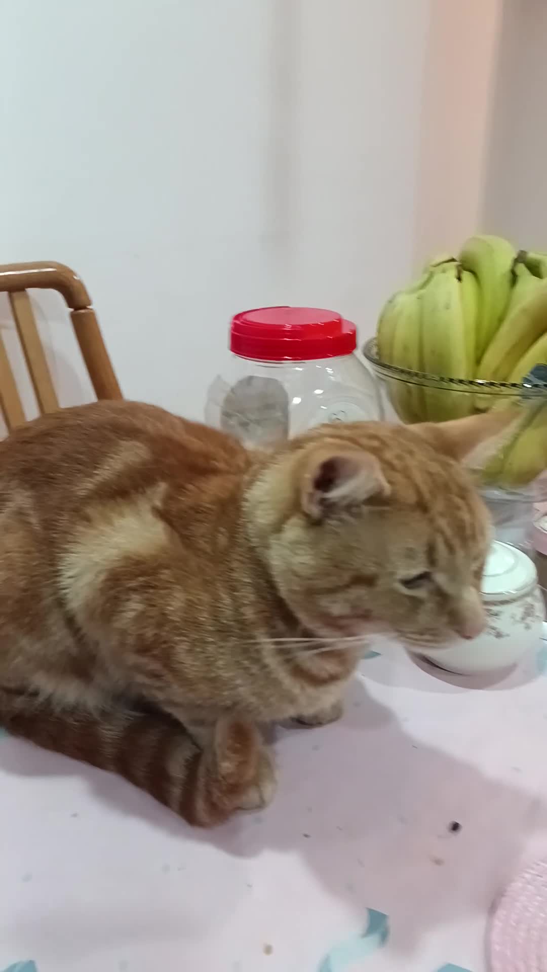 Mixed Breed cats for sale: Sushi  in Croydon - Video 2