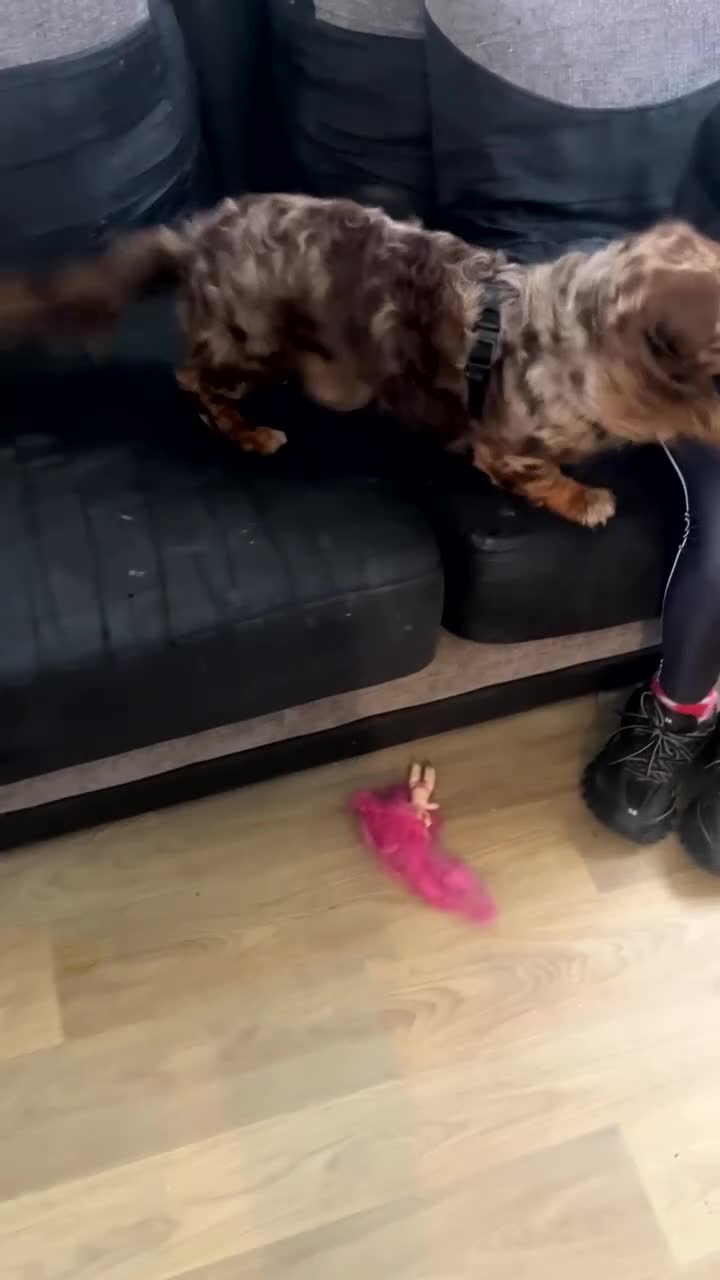 Dachshund dogs for sale: 2 year old dachshund in Liverpool - Video 1