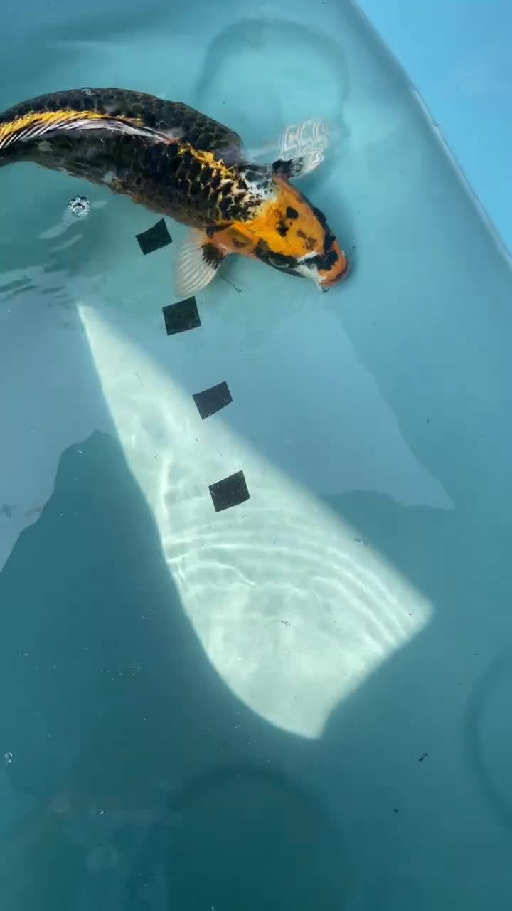 Koi Carp fish for sale: Koi Carp - Video 2