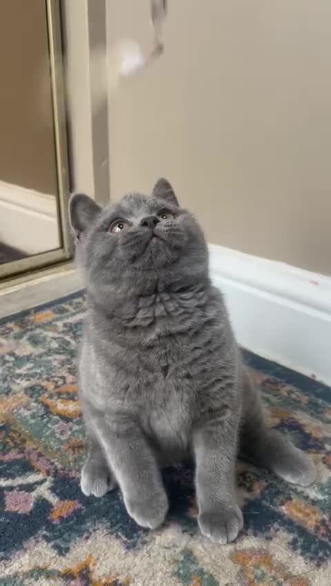 British Shorthair cats for sale: LAST CHUNKY BOY Cute Bristish Short Hair Kittens  - Video 2