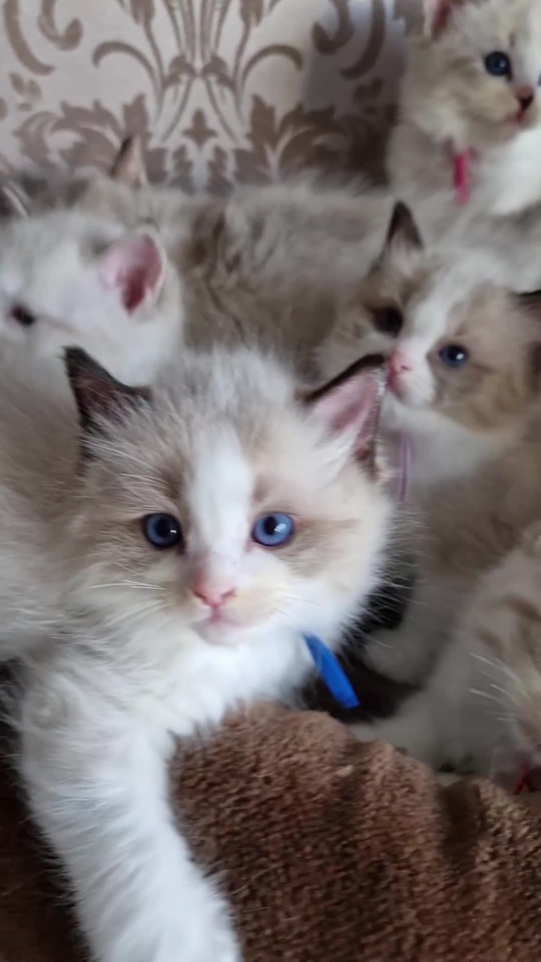 Ragdoll cats for sale: Show quality Ragdoll kittens - Video 1