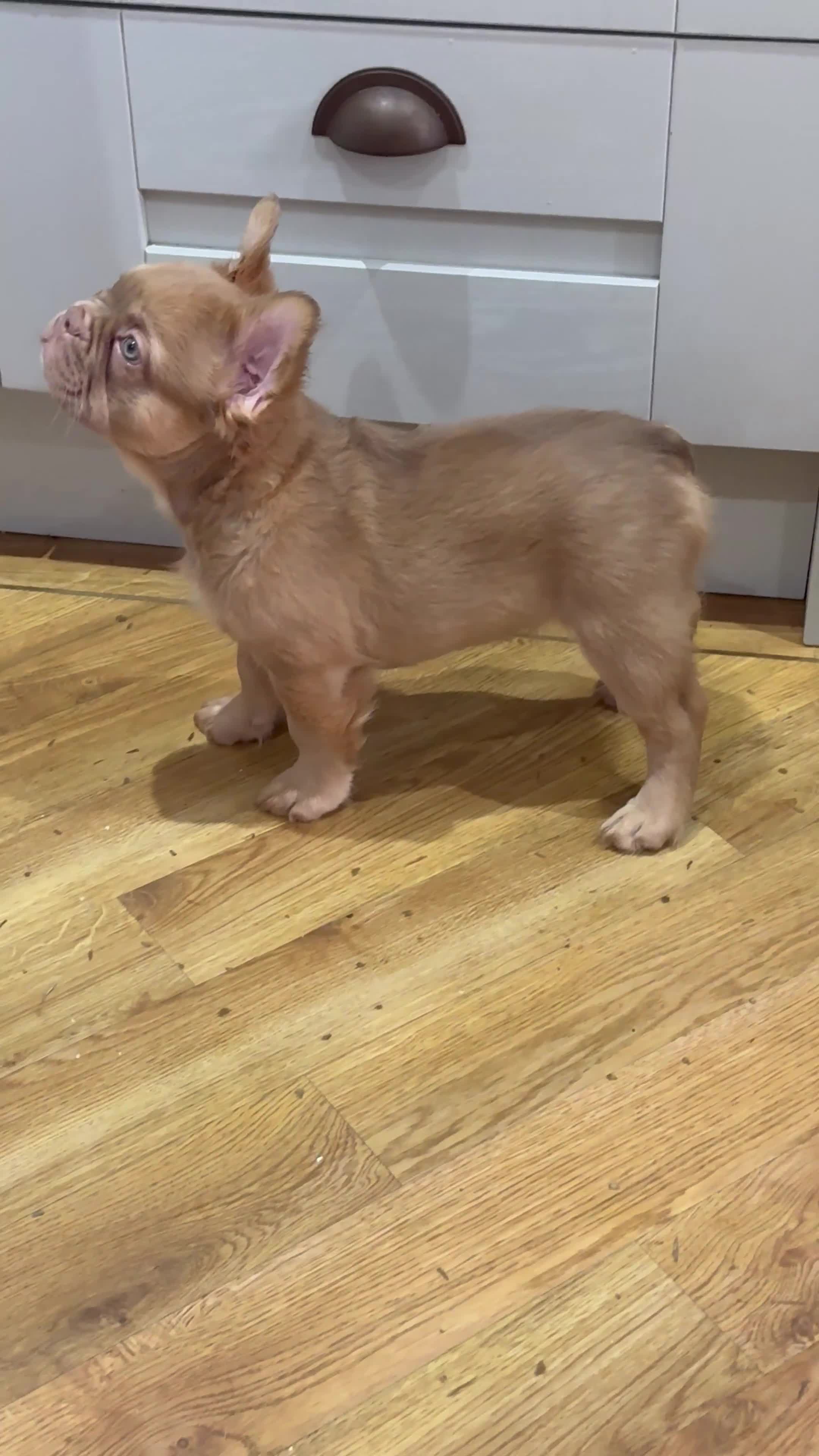 French Bulldog dogs for sale: ATAW newshade ROJO FULL FLUFFY - Video 1