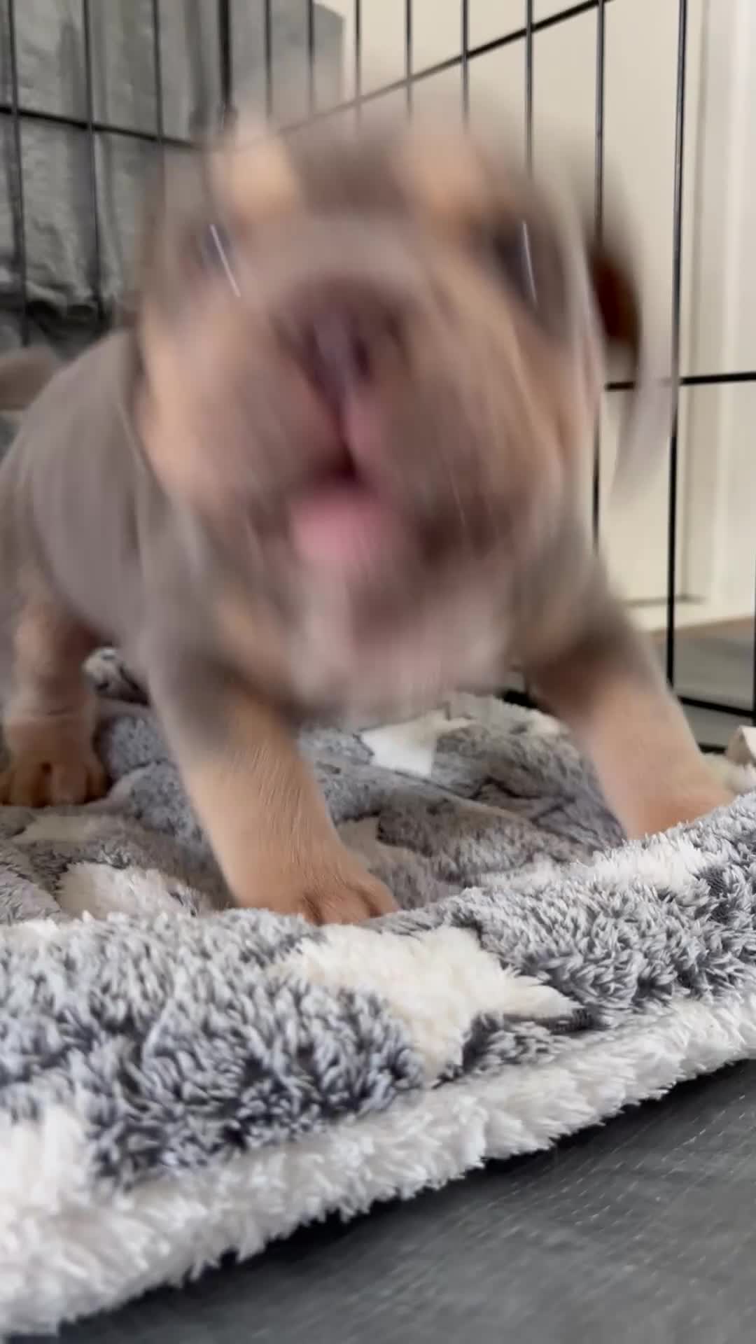 Mixed Breed dogs for sale: Pocket bully x Big rope frenchie  - Video 1