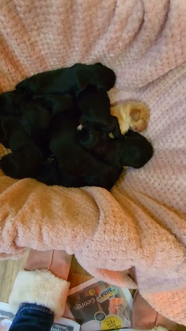 Cocker Spaniel dogs for sale: Cocker Spaniel pups. Working dogs. KC registered  - Video 1