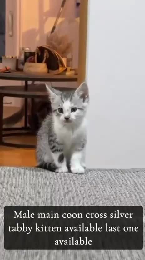 Maine Coon cats for sale: Male main coon cross silver tabby kitten 8 weeks - Video 1