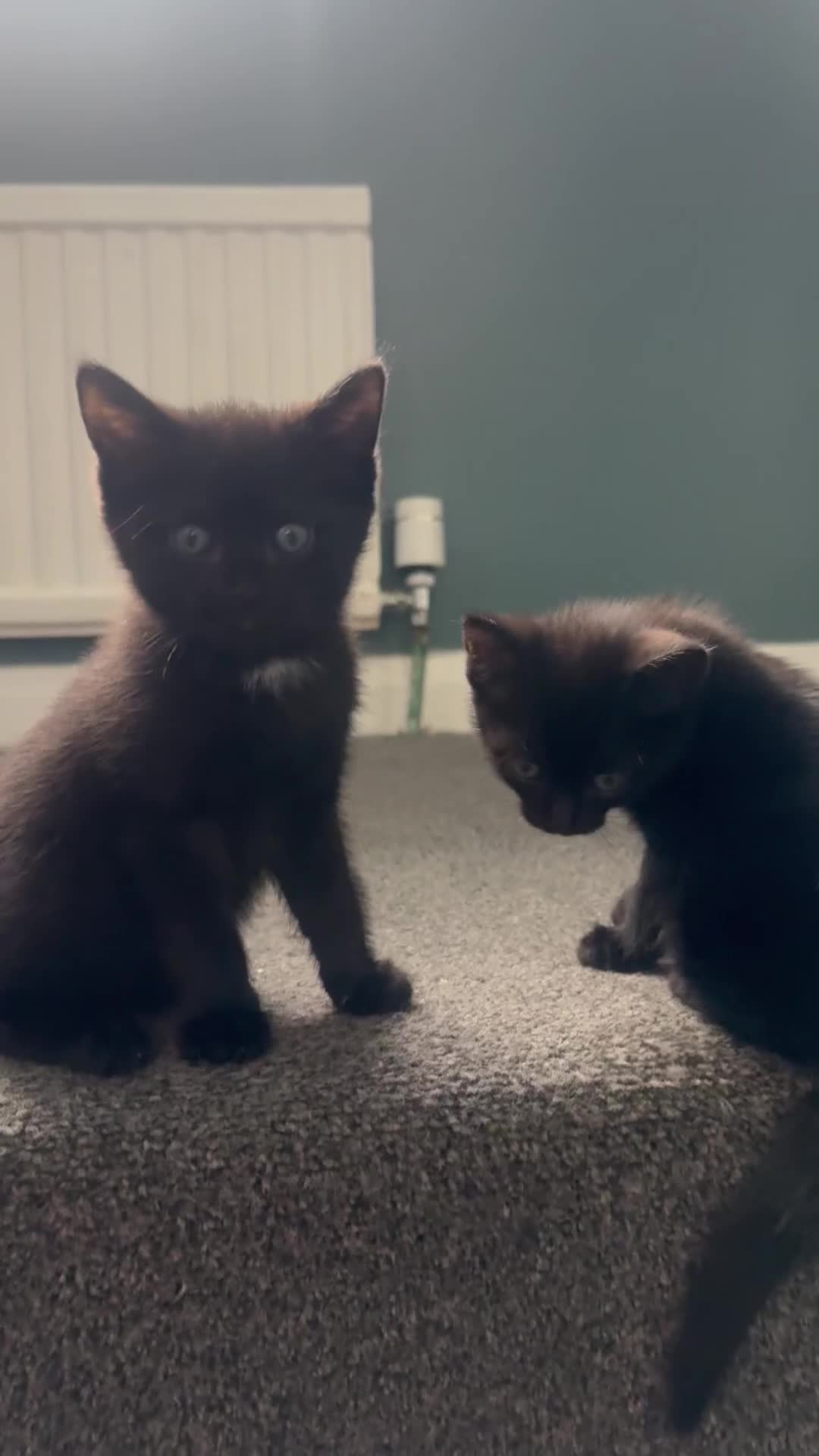 Ragdoll cats for sale: Part Ragdoll Kitten - Video 1